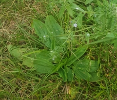 Plantago depressa