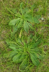 Plantago depressa