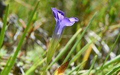 Gentianopsis simplex