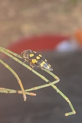 Astraeus dilutipes
