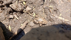 Hypopachus