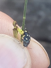 Astraeus pygmaeus