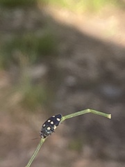 Astraeus pygmaeus