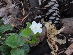 Rubus lasiococcus