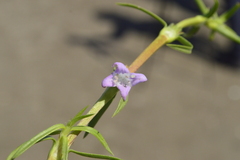 Hexasepalum angustifolium