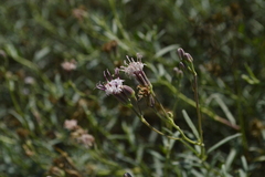 Palafoxia linearis