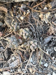 Sedum rupicola