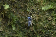 Phintella debilis