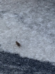 Pseudotephritina