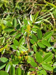 Rosa nitida