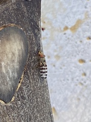 Pseudotephritina