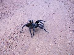 Acanthoscurria geniculata