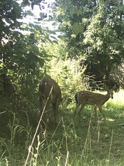 Odocoileus virginianus