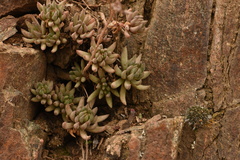 Sedum lanceolatum lanceolatum