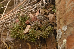 Sedum lanceolatum lanceolatum