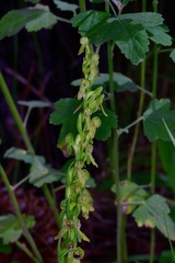 Platanthera brevifolia