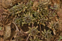 Sedum lanceolatum lanceolatum