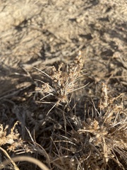 Artemisia spinescens