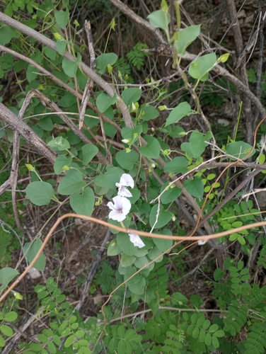 Image of Jacquemontia pringlei by (c) Mike Ostrowski, some rights reserved (CC BY-SA)