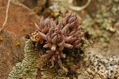 Sedum lanceolatum lanceolatum
