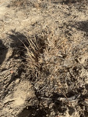 Artemisia spinescens