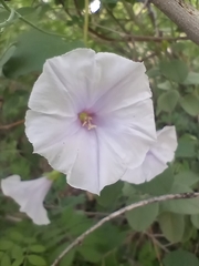 Jacquemontia pringlei