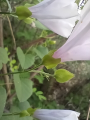 Jacquemontia pringlei