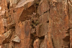 Sedum lanceolatum lanceolatum