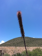 Agave striata