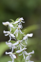 Habenaria entomantha