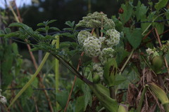 Angelica archangelica