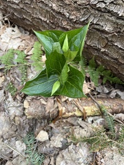 Trillium erectum