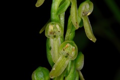 Platanthera brevifolia