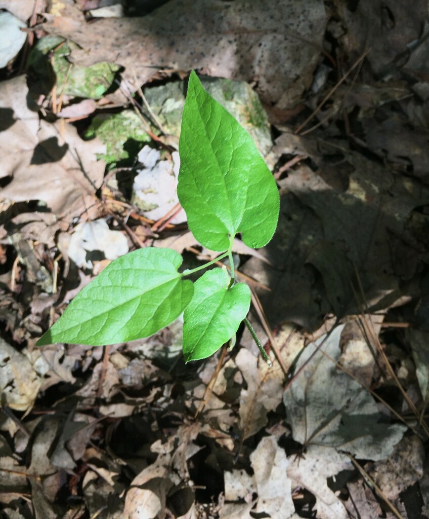 Virginia snakeroot from Benton County, AR, USA on August 10, 2022 at 02 ...