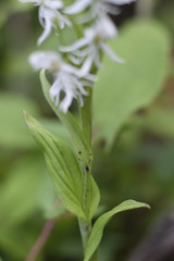 Habenaria entomantha