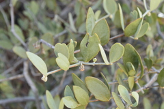 Simmondsia chinensis