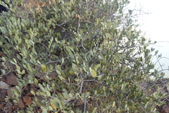 Simmondsia chinensis
