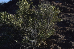 Simmondsia chinensis