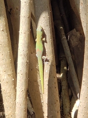 Phelsuma