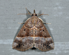 Hypena deceptalis