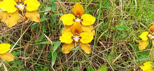 Image of Cyrtochilum macranthum by (c) Diego Inclan, some rights reserved (CC BY)