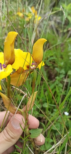 Image of Cyrtochilum macranthum by (c) Diego Inclan, some rights reserved (CC BY)