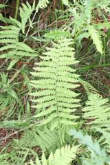 Coryphopteris simulata