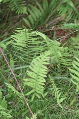 Coryphopteris simulata