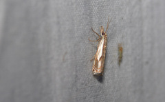 Crambus agitatellus