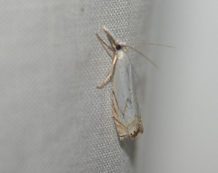 Crambus albellus