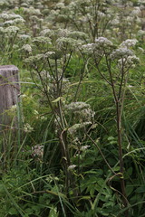 Angelica archangelica