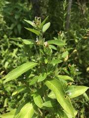 Hygrophila costata