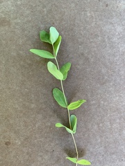 Lonicera villosa