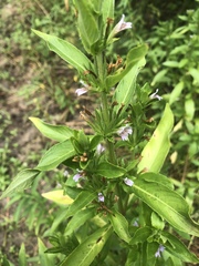 Hygrophila costata